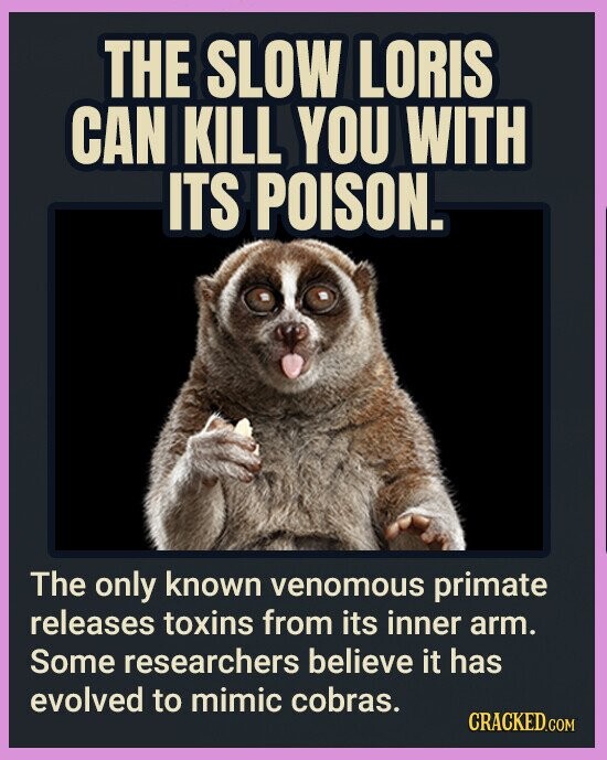 THE SLOW LORIS CAN KILL YOU WITH ITS POISON. The only known venomous primate releases toxins from its inner arm. Some researchers believe it has evolved to mimic cobras. CRACKED.COM
