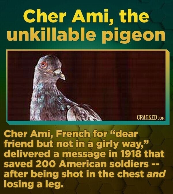 Cher Ami, the unkillable pigeon CRACKED.COM Cher Ami, French for dear friend but not in a girly way, delivered a message in 1918 that saved 200 American soldiers -- after being shot in the chest and losing a leg.