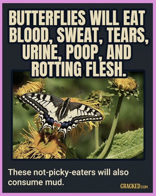 BUTTERFLIES WILL EAT BLOOD, SWEAT, TEARS, URINE, POOP, AND ROTTING FLESH. These not-picky-eaters will also consume mud. CRACKED.COM