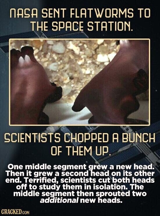 NASA SENT FLATWORMS TO THE SPACE STATION. SCIENTISTS CHOPPED A BUNCH OF THEM UP. One middle segment grew a new head. Then it grew a second head on its other end. Terrified, scientists cut both heads off to study them in isolation. The middle segment then sprouted two additional new heads. CRACKED.COM