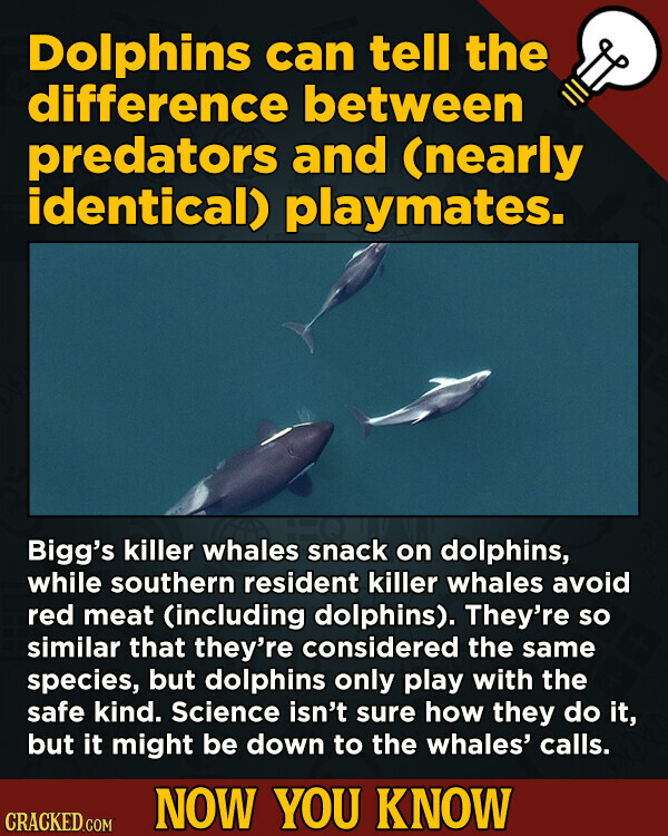 Dolphins can tell the difference between predators and (nearly identical) playmates. Bigg's killer whales snack on dolphins, while southern resident killer whales avoid red meat (including dolphins). They're so similar that they're considered the same species, but dolphins only play with the safe kind. Science isn't sure how they do it, but it might be down to the whales' calls. NOW YOU KNOW CRACKED.COM
