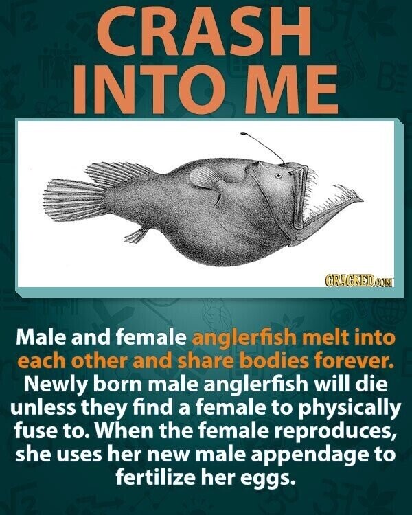 CRASH BE INTO ME GRAGKED.COM Male and female anglerfish melt into each other and share bodies forever. Newly born male anglerfish will die unless they find a female to physically fuse to. When the female reproduces, she uses her new male appendage to fertilize her eggs.