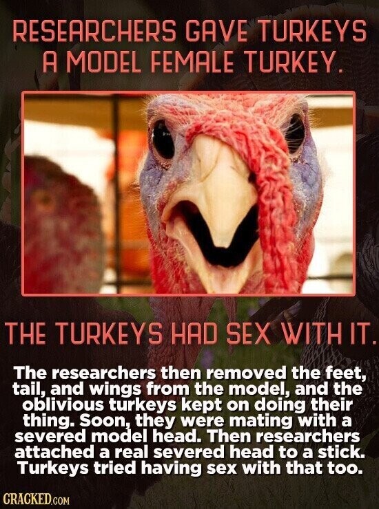 RESEARCHERS GAVE TURKEYS A MODEL FEMALE TURKEY. THE TURKEYS HAD SEX WITH IT. The researchers then removed the feet, tail, and wings from the model, and the oblivious turkeys kept on doing their thing. Soon, they were mating with a severed model head. Then researchers attached a real severed head to a stick. Turkeys tried having sex with that too. CRACKED.COM