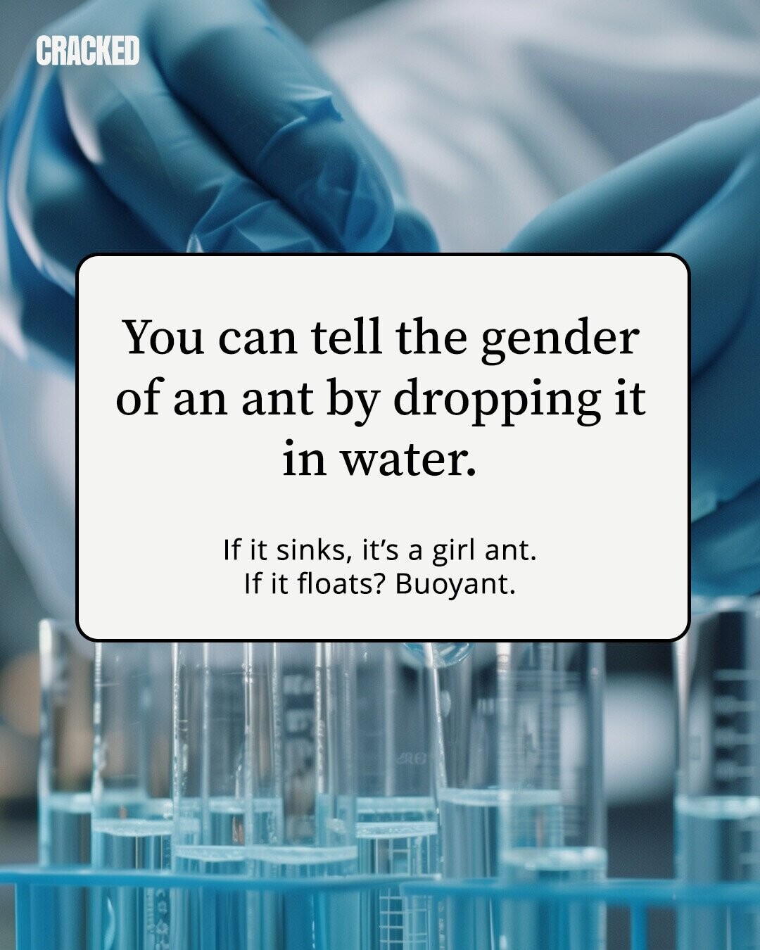 CRACKED You can tell the gender of an ant by dropping it in water. If it sinks, it's a girl ant. If it floats? Buoyant. 