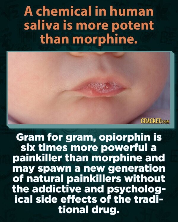A chemical in human saliva is more potent than morphine. CRACKED.COM Gram for gram, opiorphin is six times more powerful a painkiller than morphine and may spawn a new generation of natural painkillers without the addictive and psycholog- ical side effects of the tradi- tional drug.