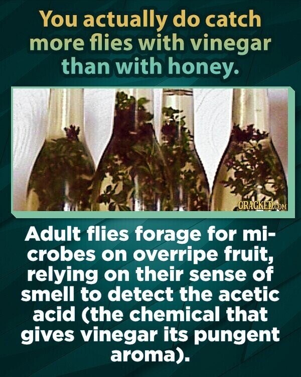 You actually do catch more flies with vinegar than with honey. CRACKED.COM Adult flies forage for mi- crobes on overripe fruit, relying on their sense of smell to detect the acetic acid (the chemical that gives vinegar its pungent aroma).