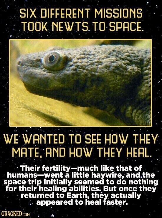 SIX DIFFERENT MISSIONS TOOK NEWTS TO SPACE. WE WANTED TO SEE HOW THEY MATE, AND HOW THEY HEAL. Their fertility-much like that of humans-went a little haywire, and. the space trip initially seemed to do nothing for their healing abilities. But once they returned to Earth, thèy actually appeared to heal faster. CRACKED.COM-