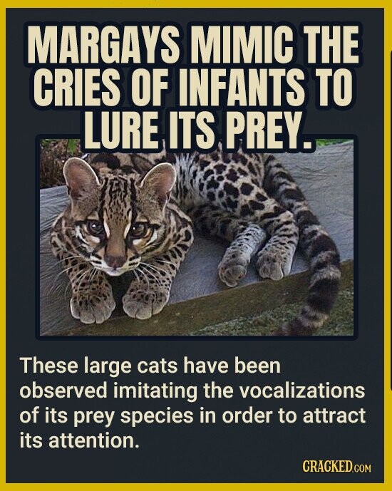 MARGAYS MIMIC THE CRIES OF INFANTS TO LURE ITS PREY. These large cats have been observed imitating the vocalizations of its prey species in order to attract its attention. CRACKED.COM