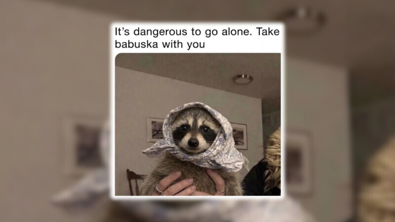 21 of the Cutest Raccoon Memes, Trashy Ones Included | Cracked.com