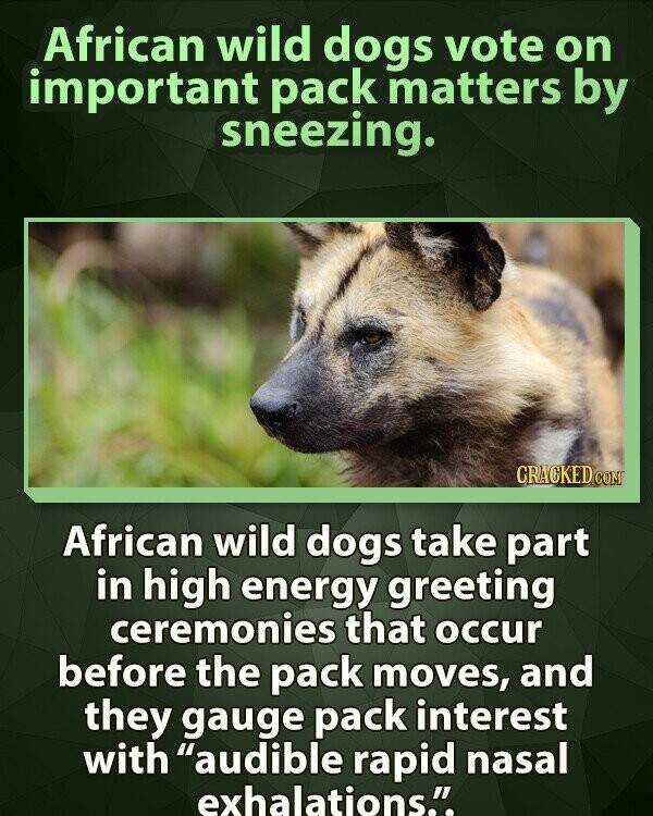 African wild dogs vote on important pack matters by sneezing. CRACKED COM African wild dogs take part in high energy greeting ceremonies that occur before the pack moves, and they gauge pack interest with audible rapid nasal exhalations.