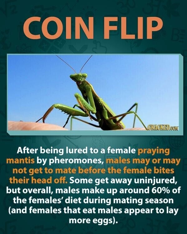 COIN FLIP BE GRAGKED.COM After being lured to a female praying mantis by pheromones, males may or may not get to mate before the female bites their head off. Some get away uninjured, but overall, males make up around 60% of the females' diet during mating season (and females that eat males appear to lay more eggs).