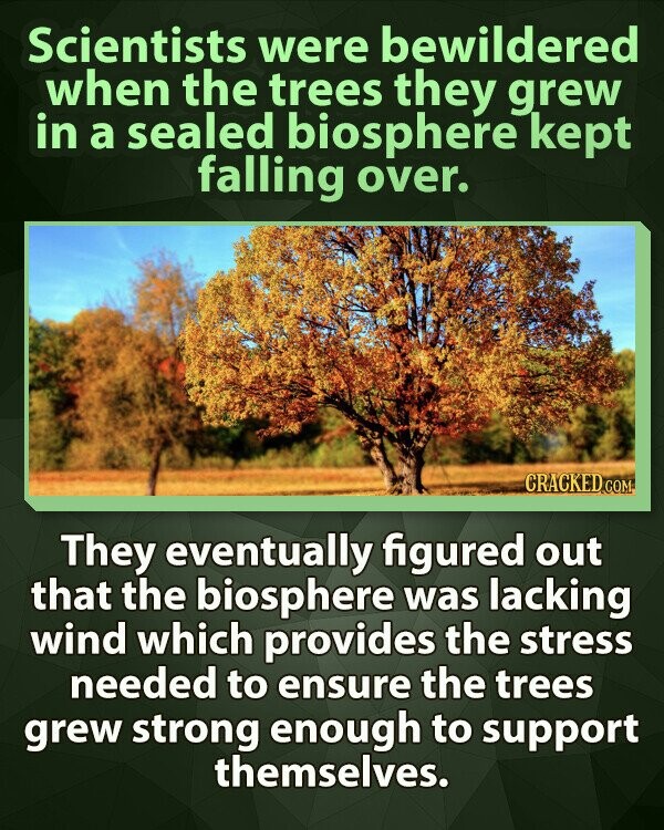 Scientists were bewildered when the trees they grew in a sealed biosphere kept falling over. CRACKED COM They eventually figured out that the biosphere was lacking wind which provides the stress needed to ensure the trees grew strong enough to support themselves.