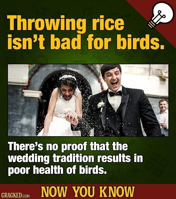 Throwing rice isn't bad for birds. There's no proof that the wedding tradition results in poor health of birds. NOW YOU KNOW CRACKED.COM