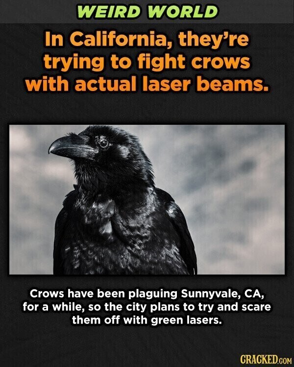 WEIRD WORLD In California, they're trying to fight crows with actual laser beams. Crows have been plaguing Sunnyvale, CA, for a while, so the city plans to try and scare them off with green lasers. CRACKED.COM