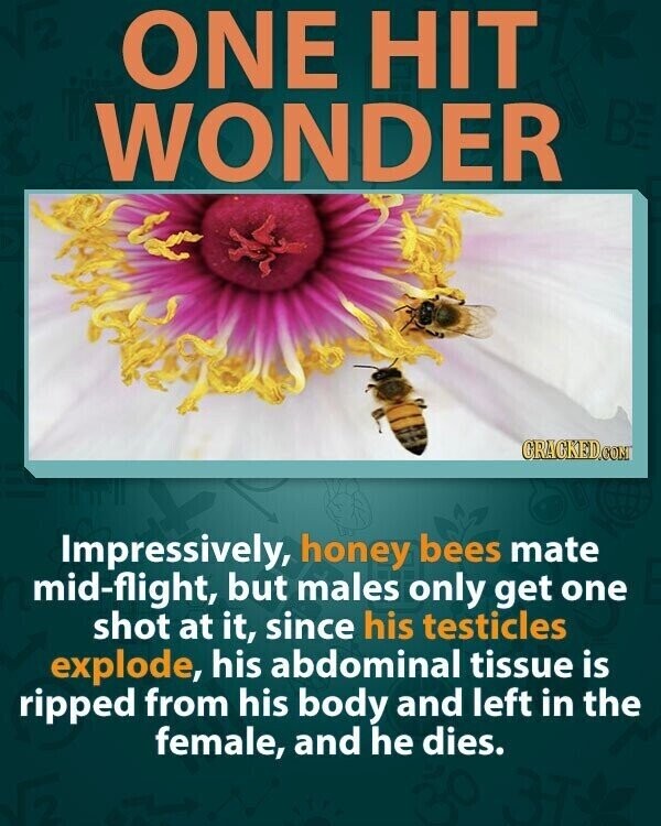 ONE HIT WONDER BE CRACKED.COM Impressively, honey bees mate mid-flight, but males only get one shot at it, since his testicles explode, his abdominal tissue is ripped from his body and left in the female, and he dies.