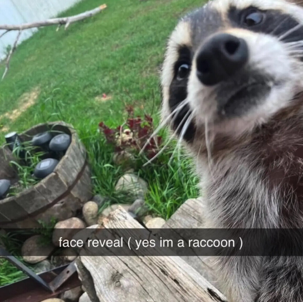 21 of the Cutest Raccoon Memes, Trashy Ones Included | Cracked.com