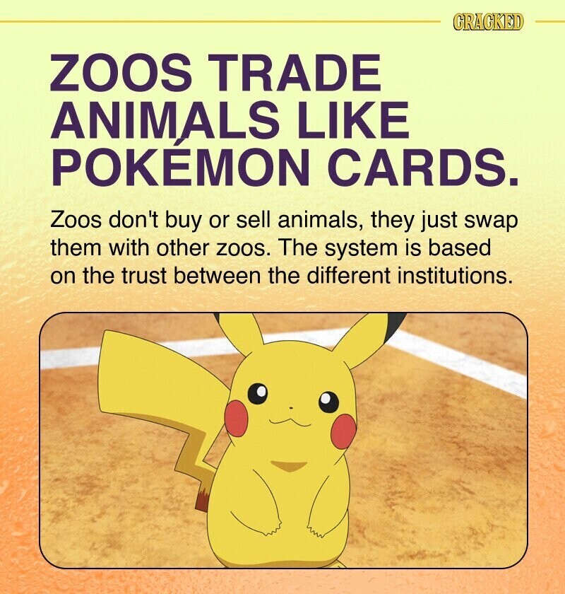 CRACKED ZOOS TRADE ANIMALS LIKE POKÉMON CARDS. Zoos don't buy or sell animals, they just swap them with other zoos. The system is based on the trust between the different institutions.
