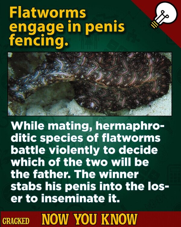 Flatworms engage in penis fencing. While mating, hermaphro- ditic species of flatworms battle violently to decide which of the two will be the father. The winner stabs his penis into the los- er to inseminate it. CRACKED NOW YOU KNOW