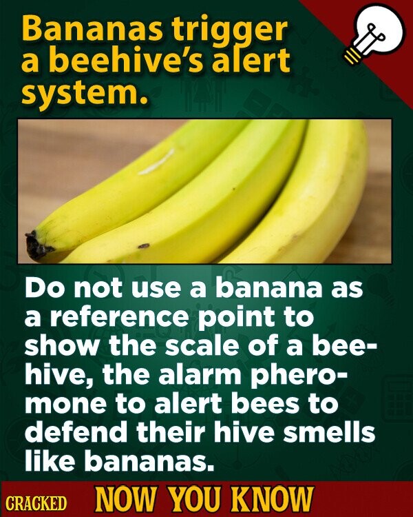 Bananas trigger a beehive's alert system. Do not use a banana as a reference point to show the scale of a bee- hive, the alarm phero- mone to alert bees to defend their hive smells like bananas. CRACKED NOW YOU KNOW
