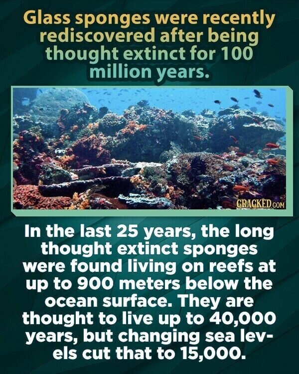 Glass sponges were recently rediscovered after being thought extinct for 100 million years. CRACKED.COM In the last 25 years, the long thought extinct sponges were found living on reefs at up to 900 meters below the ocean surface. They are thought to live up to 40,000 years, but changing sea lev- els cut that to 15,000.