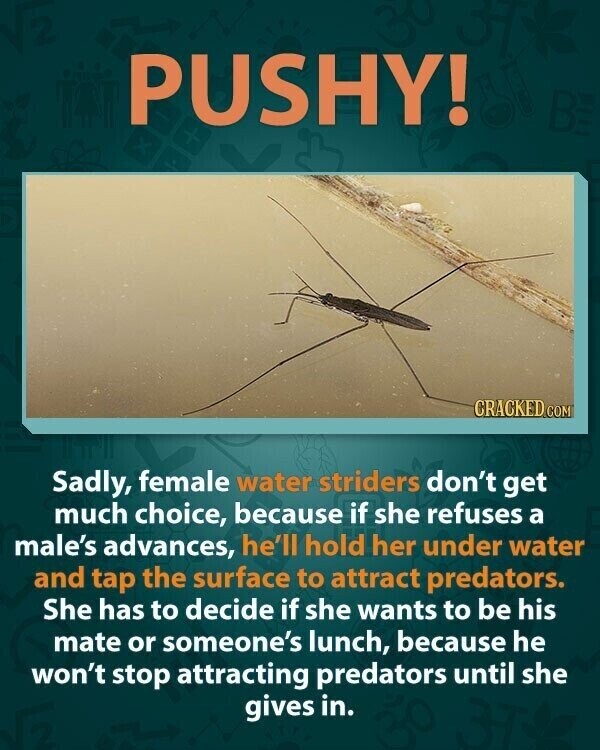 PUSHY! CRACKED COM Sadly, female water striders don't get much choice, because if she refuses a male's advances, he'll hold her under water and tap the surface to attract predators. She has to decide if she wants to be his mate or someone's lunch, because he won't stop attracting predators until she gives in.