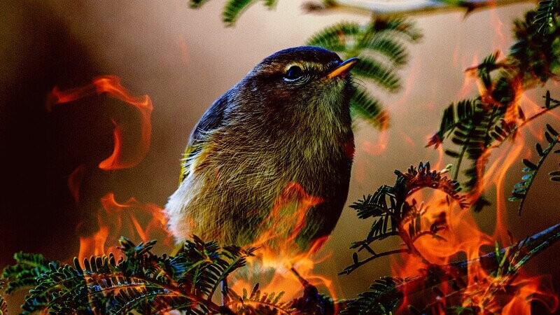 Roasting 12 Innocent Woodland Creatures Into Oblivion