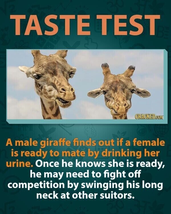 TASTE TEST GRACKED.COM A male giraffe finds out if a female is ready to mate by drinking her urine. Once he knows she is ready, he may need to fight off competition by swinging his long neck at other suitors.