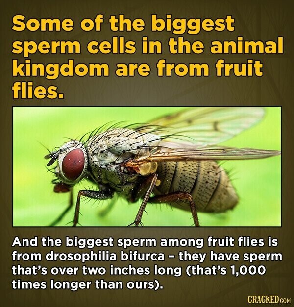 Some of the biggest sperm cells in the animal kingdom are from fruit flies. And the biggest sperm among fruit flies is from drosophilia bifurca - they have sperm that's over two inches long (that's 1,000 times longer than ours). CRACKED.COM