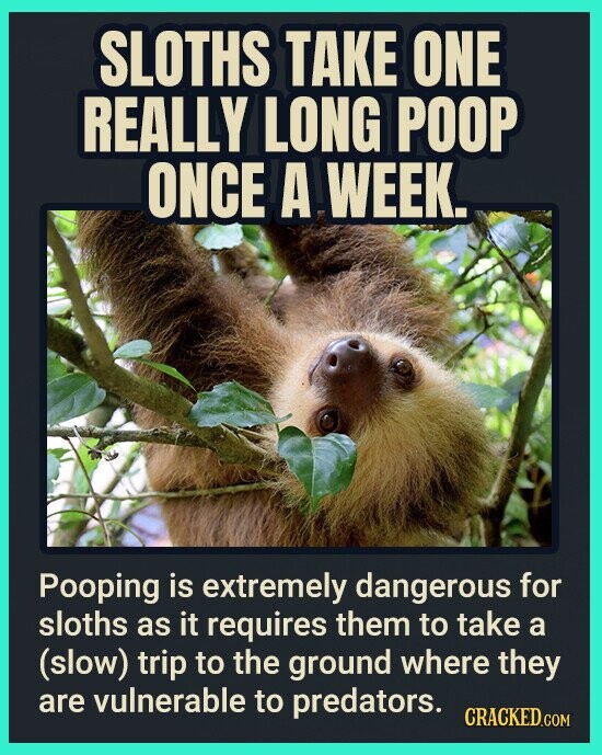 SLOTHS TAKE ONE REALLY LONG POOP ONCE A WEEK. Pooping is extremely dangerous for sloths as it requires them to take a (slow) trip to the ground where they are vulnerable to predators. CRACKED.COM
