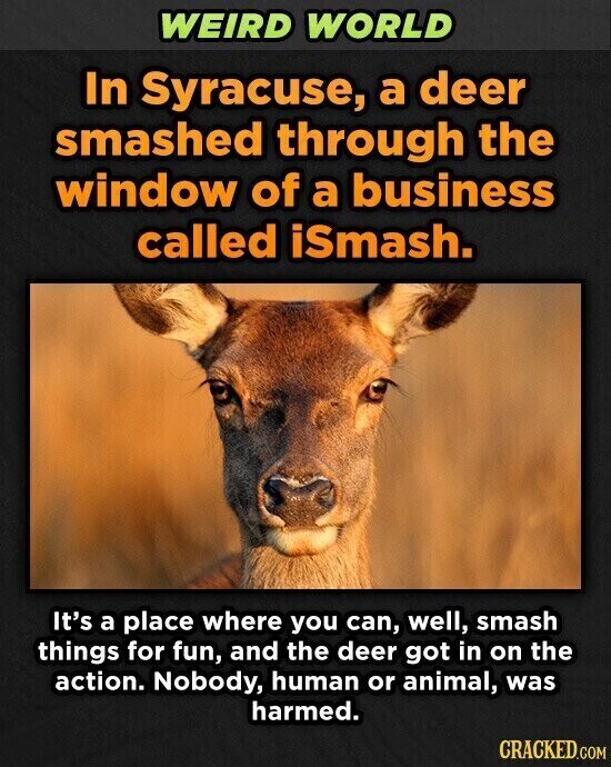 WEIRD WORLD In Syracuse, a deer smashed through the window of a business called iSmash. It's a place where you can, well, smash things for fun, and the deer got in on the action. Nobody, human or animal, was harmed. CRACKED.COM