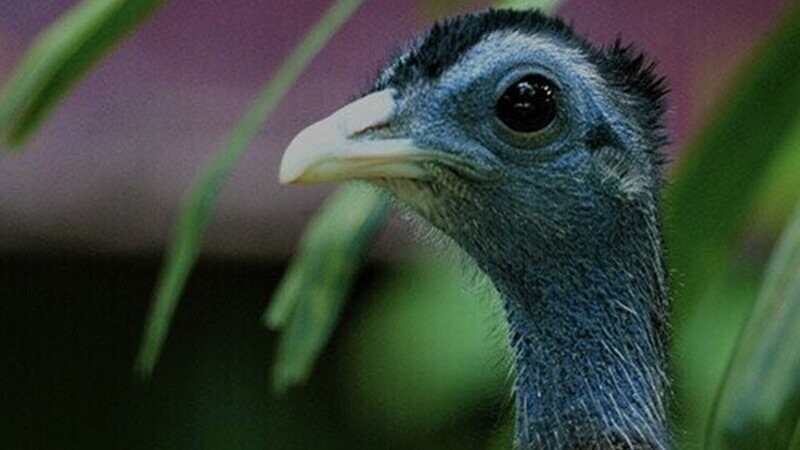 19 Wild Animals That Have More to Teach Us Than Any Life Coach