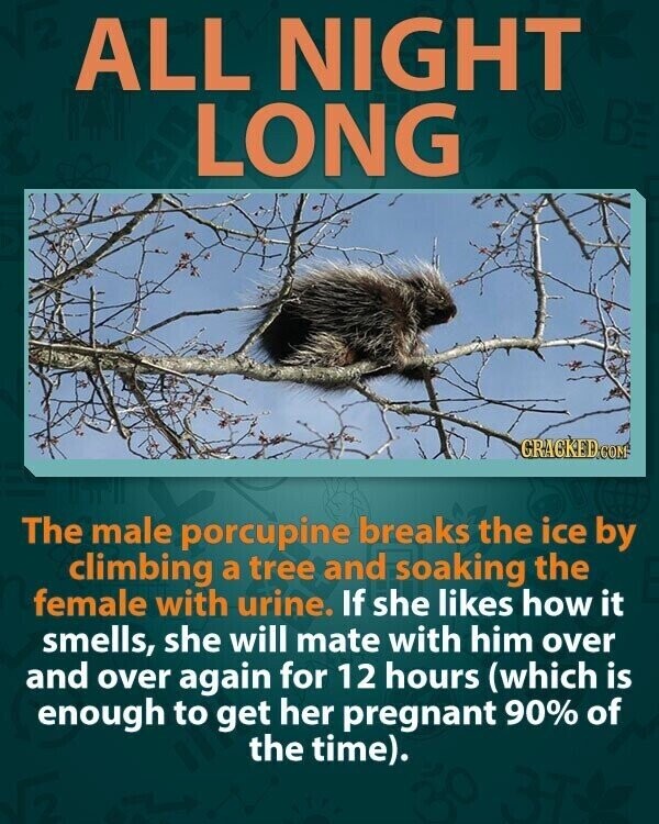 ALL NIGHT LONG GRACKED.COM The male porcupine breaks the ice by climbing a tree and soaking the female with urine. If she likes how it smells, she will mate with him over and over again for 12 hours (which is enough to get her pregnant 90% of the time).