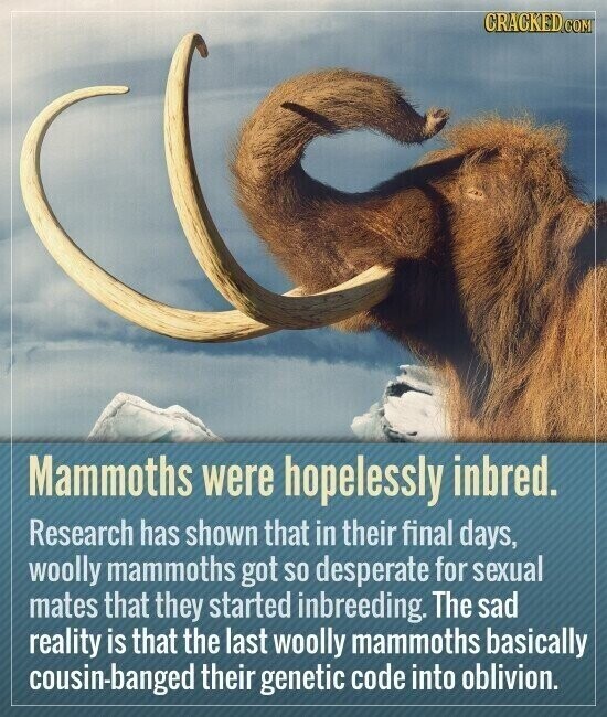 CRACKED.COM Mammoths were hopelessly inbred. Research has shown that in their final days, woolly mammoths got so desperate for sexual mates that they started inbreeding. The sad reality is that the last woolly mammoths basically cousin-banged their genetic code into oblivion.