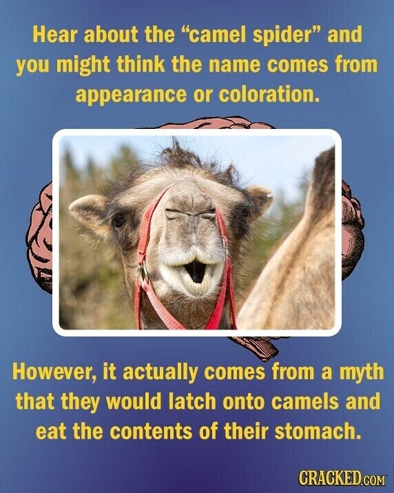Hear about the camel spider and you might think the name comes from appearance or coloration. However, it actually comes from a myth that they would latch onto camels and eat the contents of their stomach. CRACKED.COM