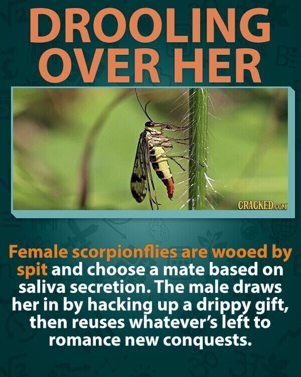 DROOLING BE OVER HER CRACKED.COM Female scorpionflies are wooed by spit and choose a mate based on saliva secretion. The male draws her in by hacking up a drippy gift, then reuses whatever's left to romance new conquests.