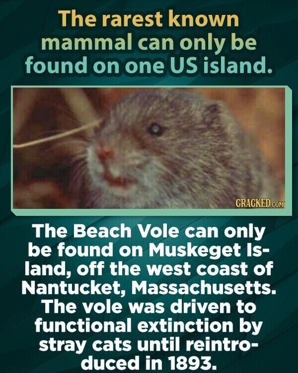 The rarest known mammal can only be found on one US island. CRACKED COM The Beach Vole can only be found on Muskeget Is- land, off the west coast of Nantucket, Massachusetts. The vole was driven to functional extinction by stray cats until reintro- duced in 1893.