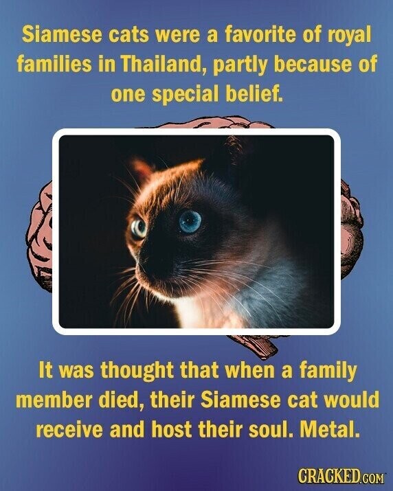 Siamese cats were a favorite of royal families in Thailand, partly because of one special belief. It was thought that when a family member died, their Siamese cat would receive and host their soul. Metal. CRACKED.COM