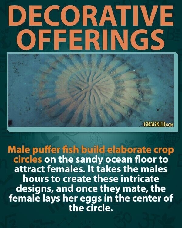 DECORATIVE OFFERINGS CRACKED.COM Male puffer fish build elaborate crop circles on the sandy ocean floor to attract females. It takes the males hours to create these intricate designs, and once they mate, the female lays her eggs in the center of the circle.
