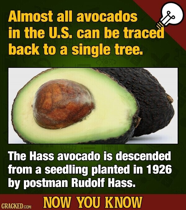 Almost all avocados in the U.S. can be traced back to a single tree. The Hass avocado is descended from a seedling planted in 1926 by postman Rudolf Hass. NOW YOU KNOW CRACKED.COM