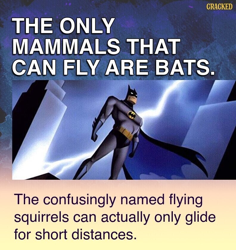 CRACKED THE ONLY MAMMALS THAT CAN FLY ARE BATS. The confusingly named flying squirrels can actually only glide for short distances.