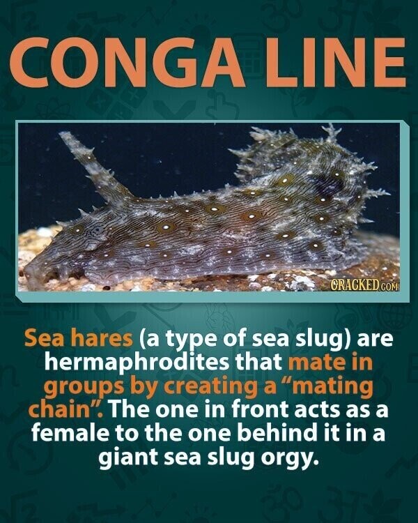 CONGA LINE GRACKED COM Sea hares (a type of sea slug) are hermaphrodites that mate in groups by creating a mating chain. The one in front acts as a female to the one behind it in a giant sea slug orgy.