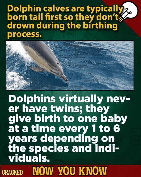 Dolphin calves are typically born tail first so they don't drown during the birthing process. Dolphins virtually nev- er have twins; they give birth to one baby at a time every 1 to 6 years depending on the species and indi- viduals. CRACKED NOW YOU KNOW