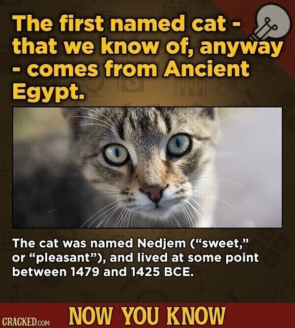 The first named cat- that we know of, anyway - comes from Ancient Egypt. The cat was named Nedjem (sweet, or pleasant), and lived at some point between 1479 and 1425 ВСЕ. NOW YOU KNOW CRACKED.COM