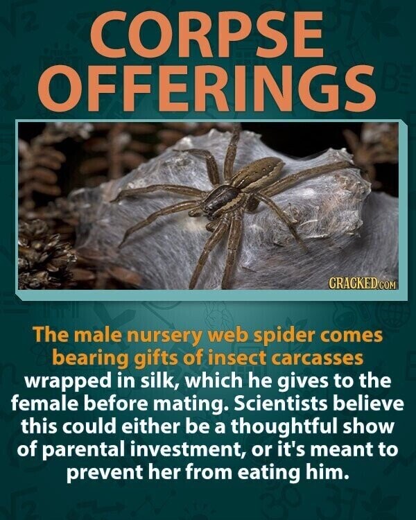 CORPSE OFFERINGS CRACKED.COM The male nursery web spider comes bearing gifts of insect carcasses wrapped in silk, which he gives to the female before mating. Scientists believe this could either be a thoughtful show of parental investment, or it's meant to prevent her from eating him.
