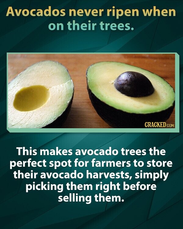 Avocados never ripen when on their trees. CRACKED.COM This makes avocado trees the perfect spot for farmers to store their avocado harvests, simply picking them right before selling them.