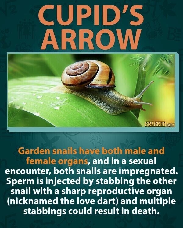 CUPID'S ARROW CRACKED.COM Garden snails have both male and female organs, and in a sexual encounter, both snails are impregnated. Sperm is injected by stabbing the other snail with a sharp reproductive organ (nicknamed the love dart) and multiple stabbings could result in death.