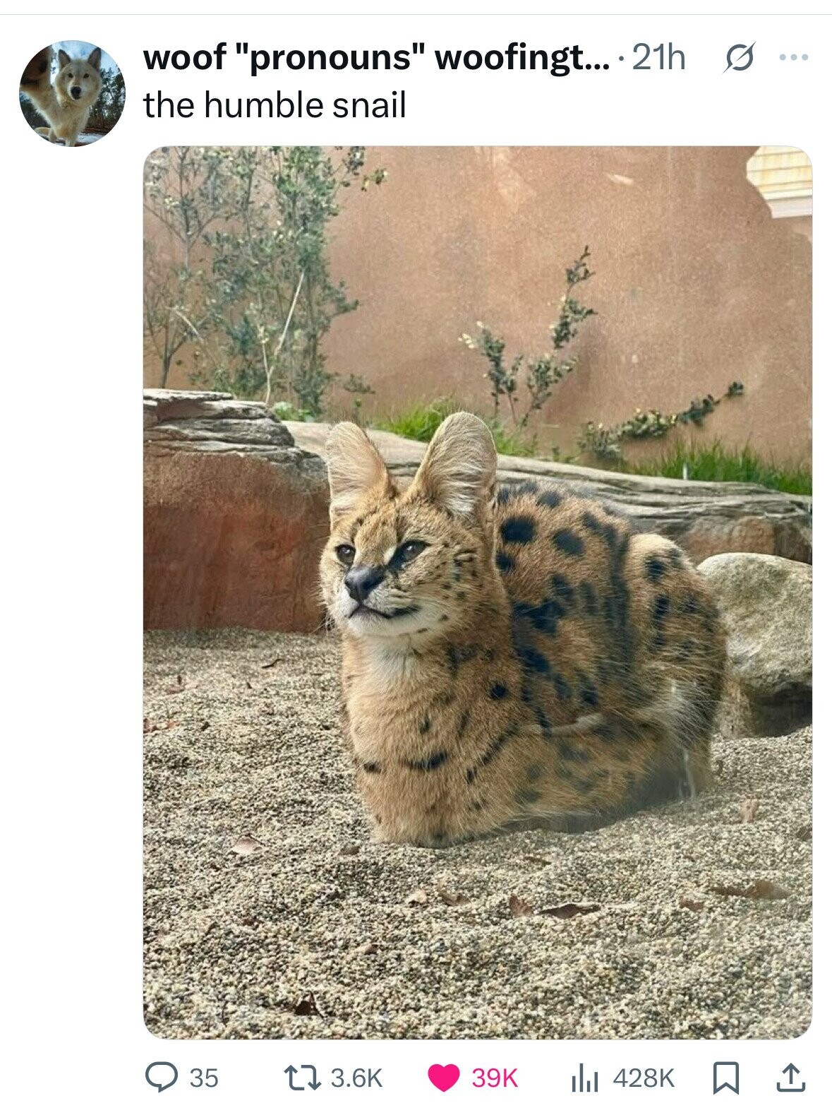 woof pronouns woofingt... 21h s ... the humble snail 3.6K 428K 35 39K 