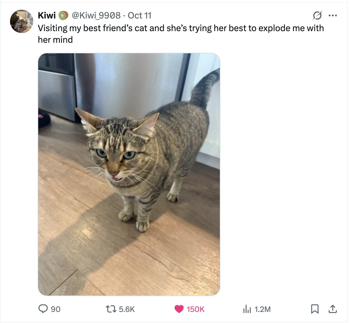 Kiwi @Kiwi_9908 Oct 11 G ... Visiting my best friend's cat and she's trying her best to explode me with her mind 90 5.6K 150K del 1.2M 