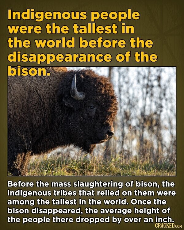 Indigenous people were the tallest in the world before the disappearance of the bison. Before the mass slaughtering of bison, the indigenous tribes that relied on them were among the tallest in the world. Once the bison disappeared, the average height of the people there dropped by over an inch. CRACKED.COM