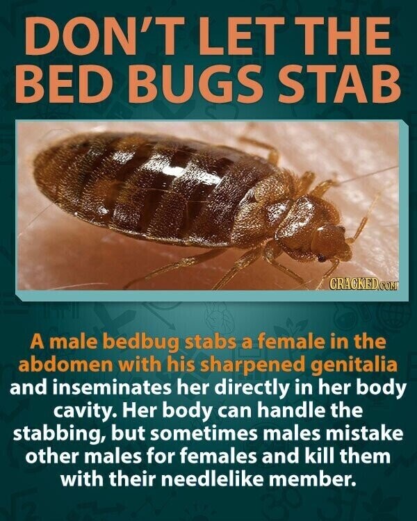 DON'T LET THE BED BUGS STAB CRACKED.COM A male bedbug stabs a female in the abdomen with his sharpened genitalia and inseminates her directly in her body cavity. Her body can handle the stabbing, but sometimes males mistake other males for females and kill them with their needlelike member.